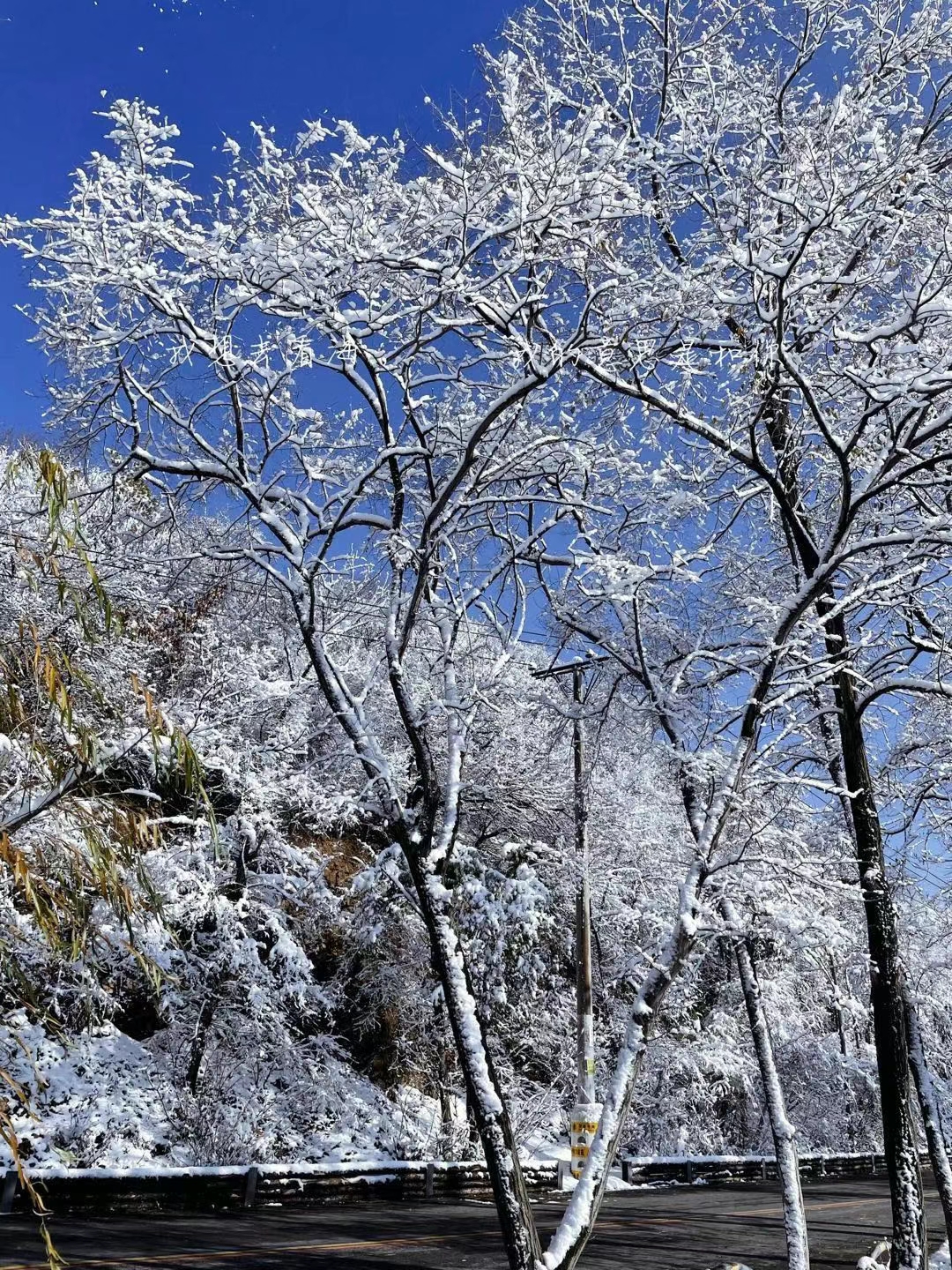林心如霍建华婚礼视频_林心如霍建华婚礼视频直播