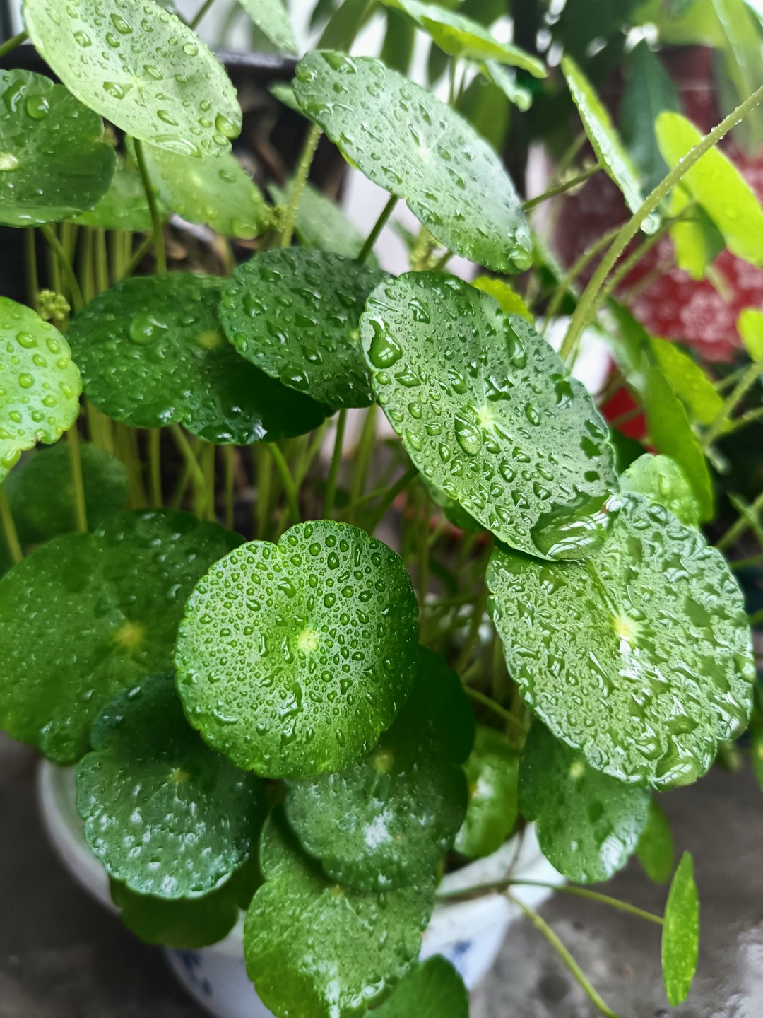 零点乐队告别演唱会_零点乐队现场