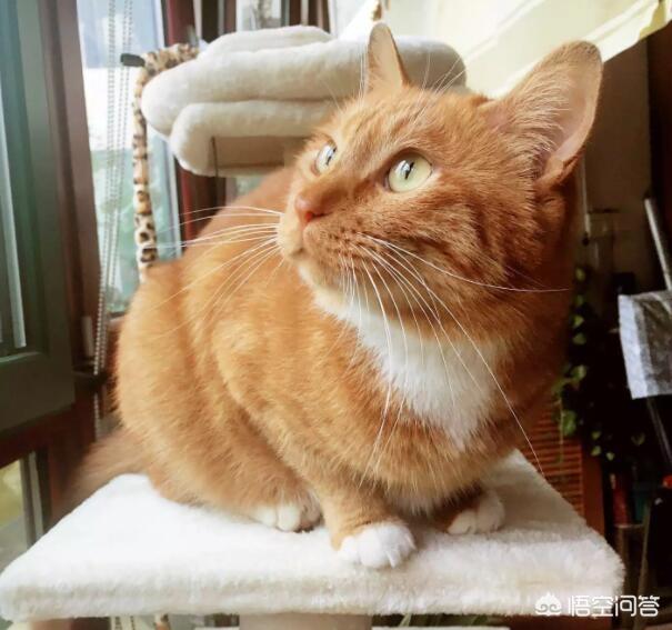 小猫图片_小猫图片卡通