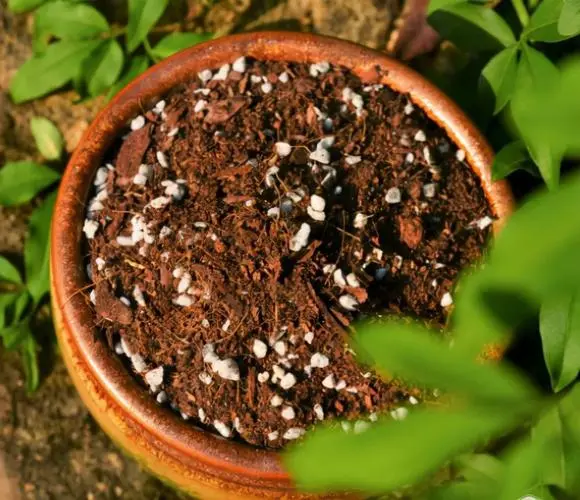 长寿花_长寿花怎么养