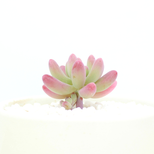 关于惜时的名言或古诗（关于惜时的名言和故事）